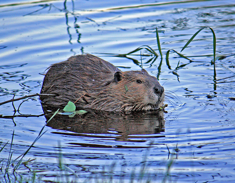 Beaver near Moose-Wilson Road